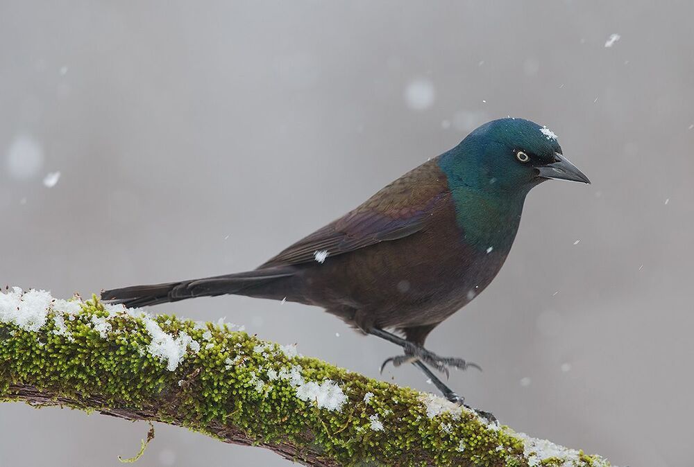 Гракл - Common Grackle