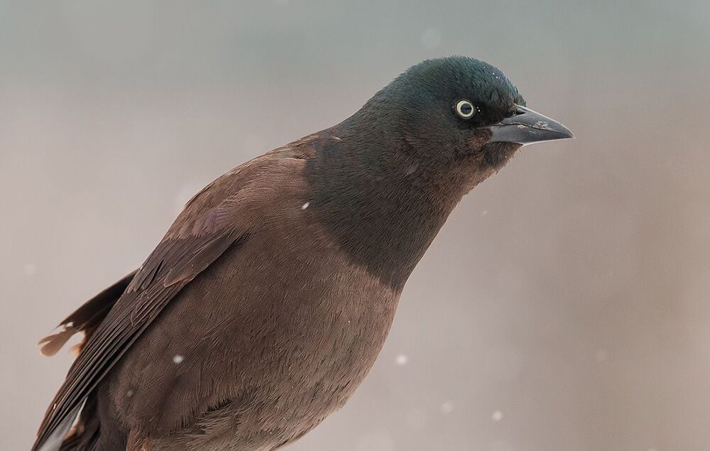 Гракл - Common Grackle