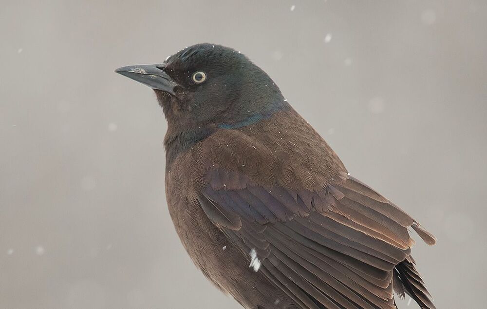 Гракл - Common Grackle