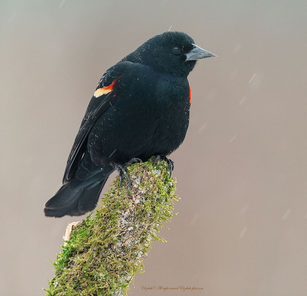 Красноплечий чёрный трупиал - Red-winged Blackbird