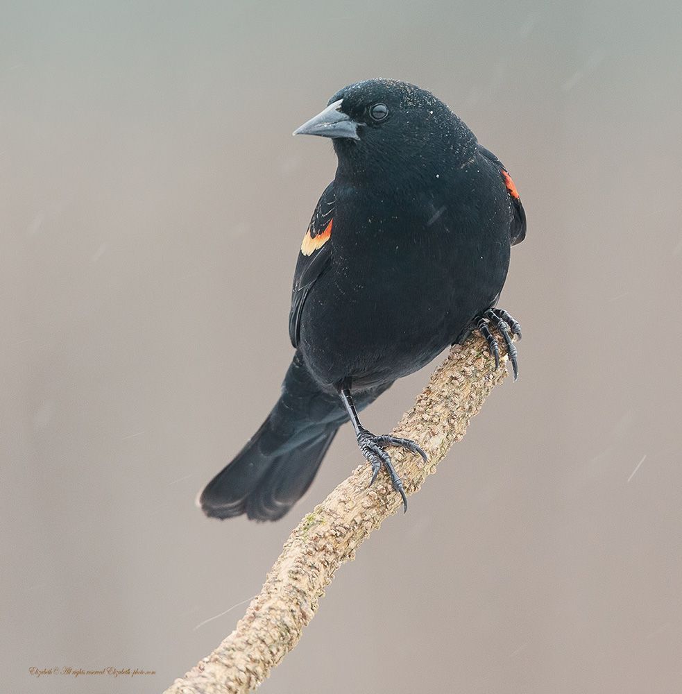 Красноплечий чёрный трупиал - Red-winged Blackbird
