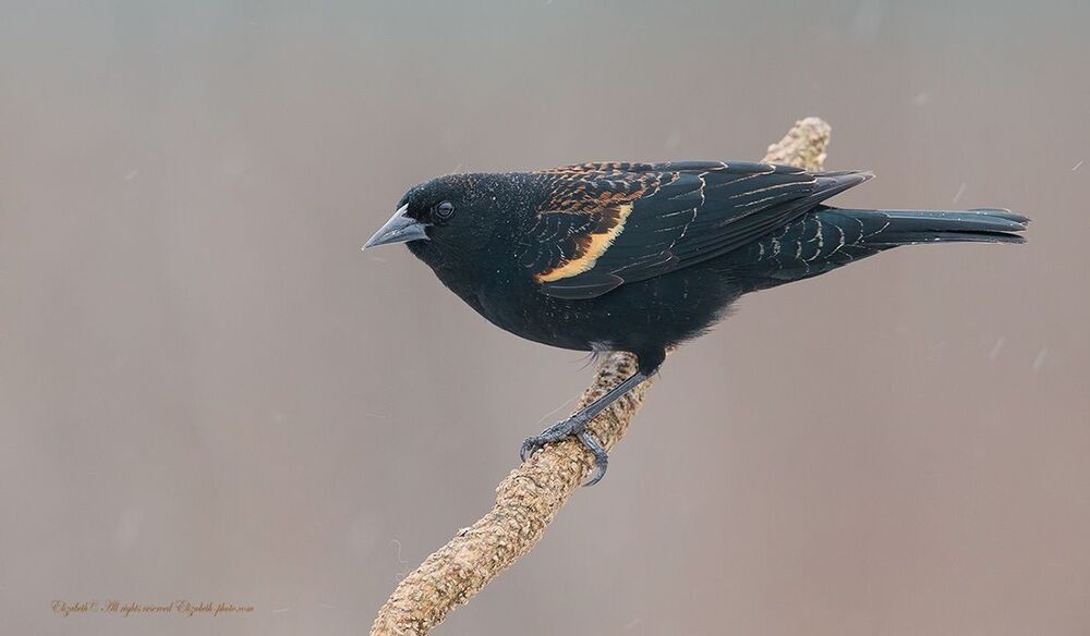Красноплечий чёрный трупиал - Red-winged Blackbird