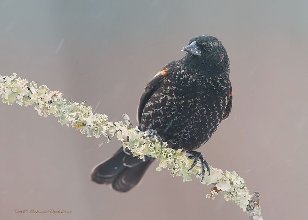 Красноплечий чёрный трупиал - Red-winged Blackbird