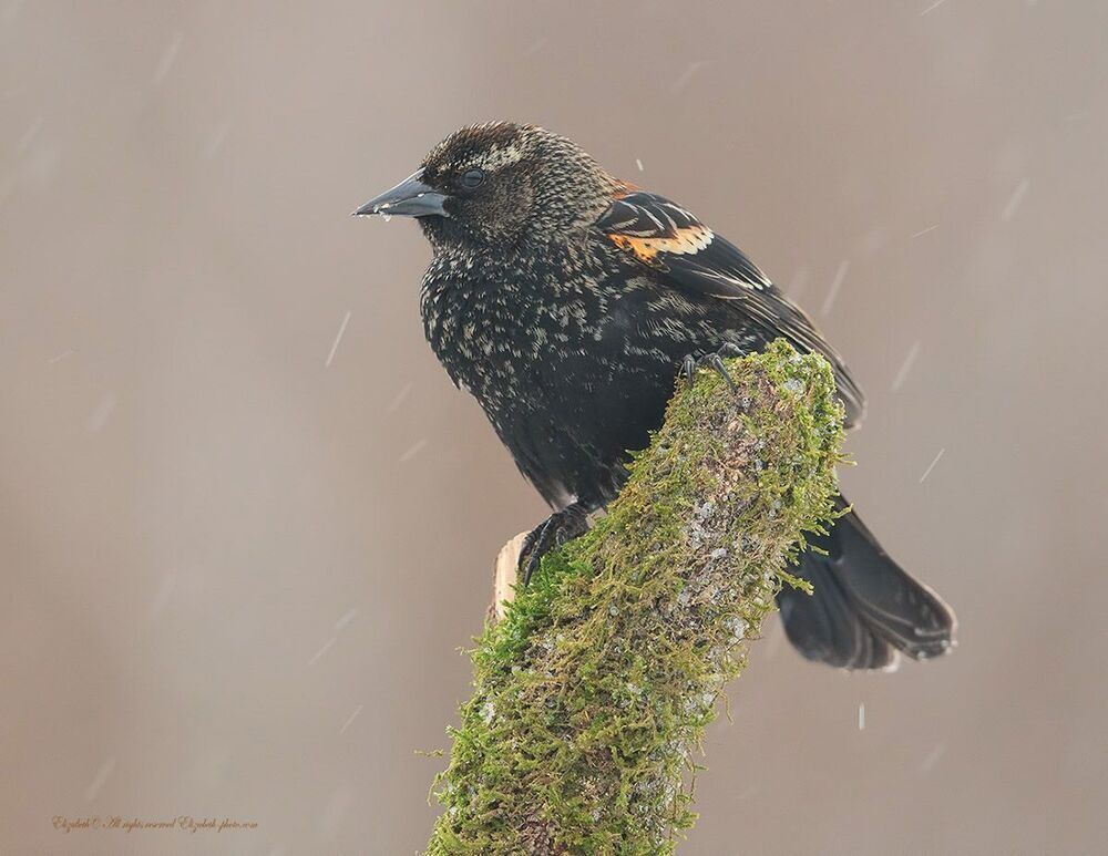 Красноплечий чёрный трупиал - Red-winged Blackbird