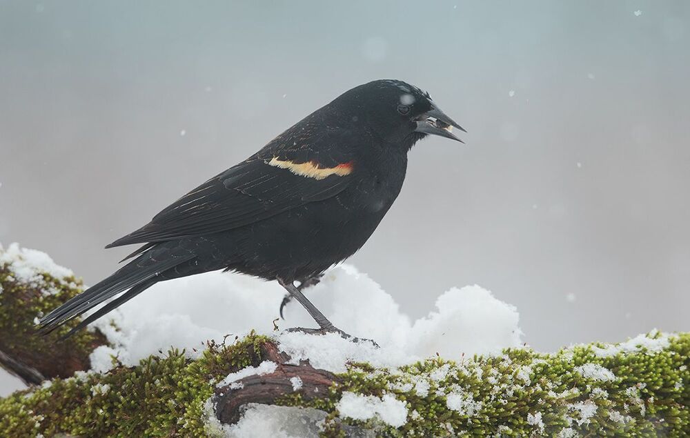 Красноплечий чёрный трупиал - Red-winged Blackbird