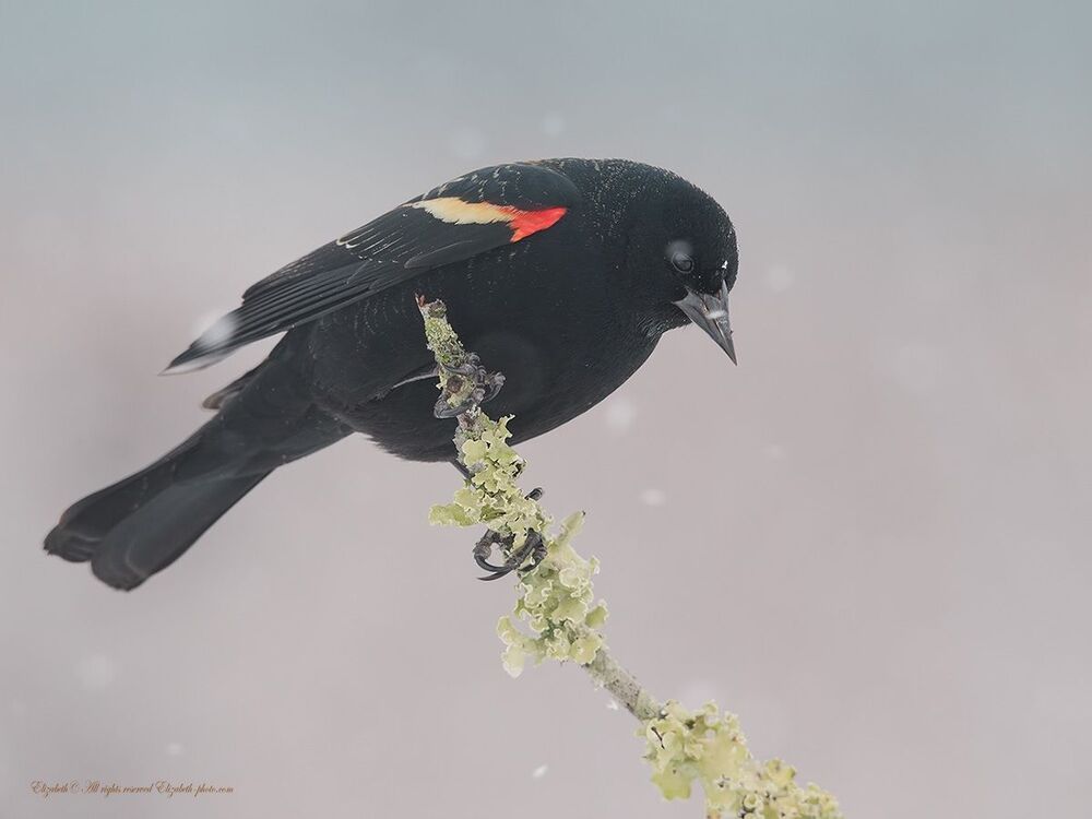 Красноплечий чёрный трупиал - Red-winged Blackbird