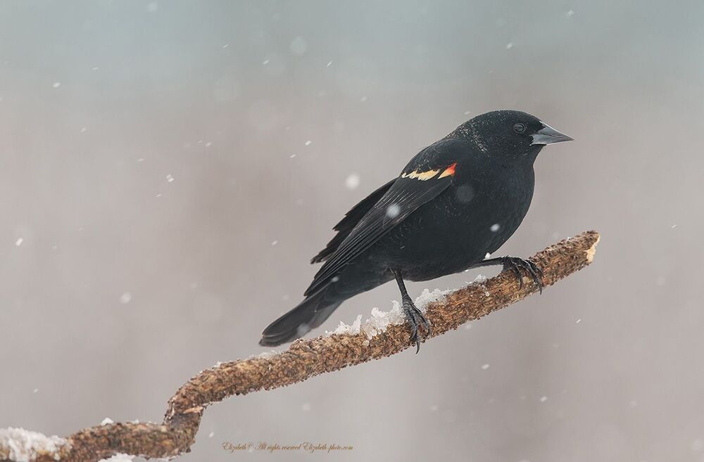 Красноплечий чёрный трупиал - Red-winged Blackbird