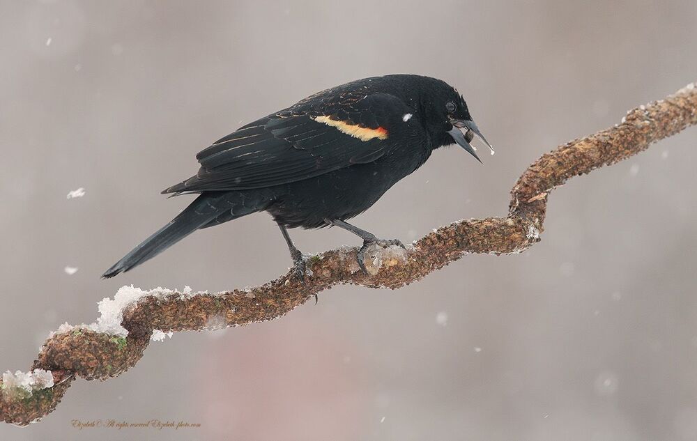 Красноплечий чёрный трупиал - Red-winged Blackbird