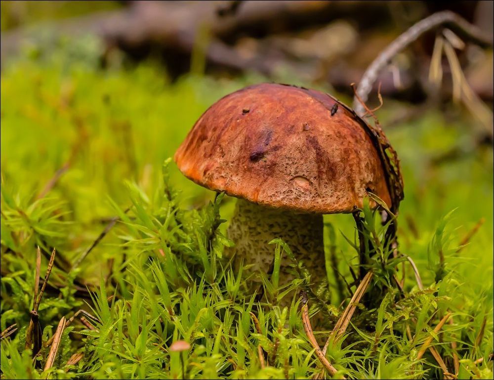 По грибы(2)