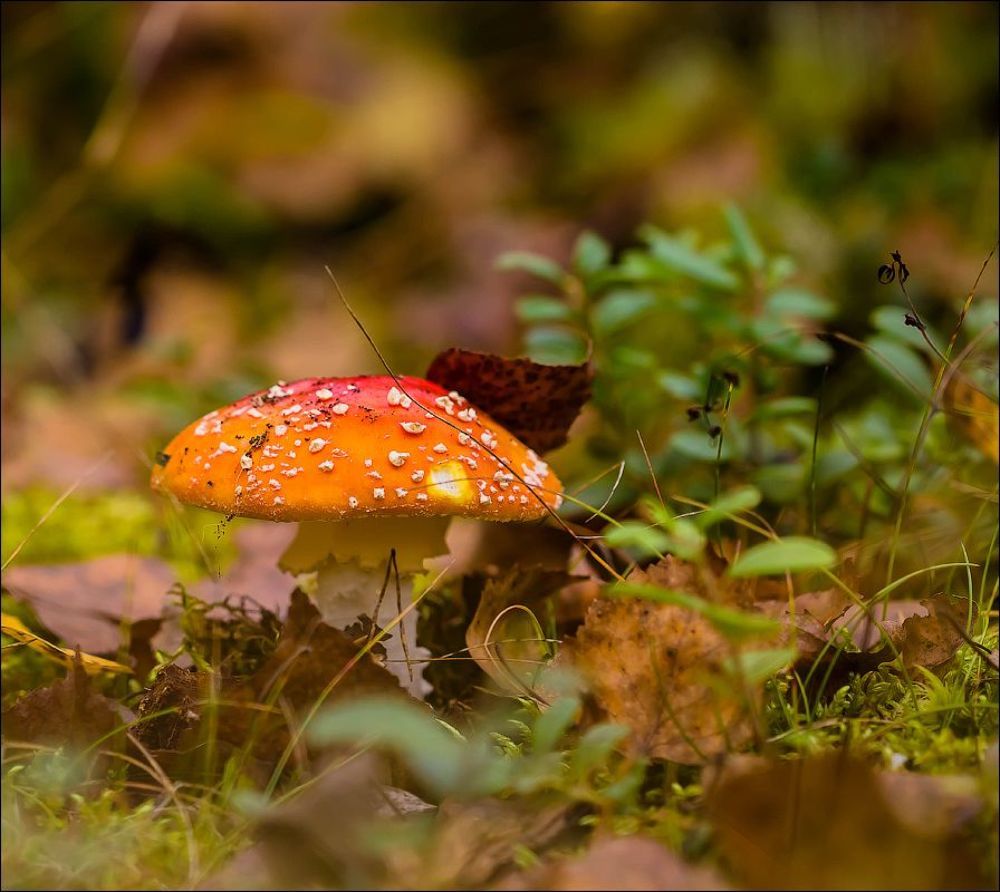 По грибы(2)