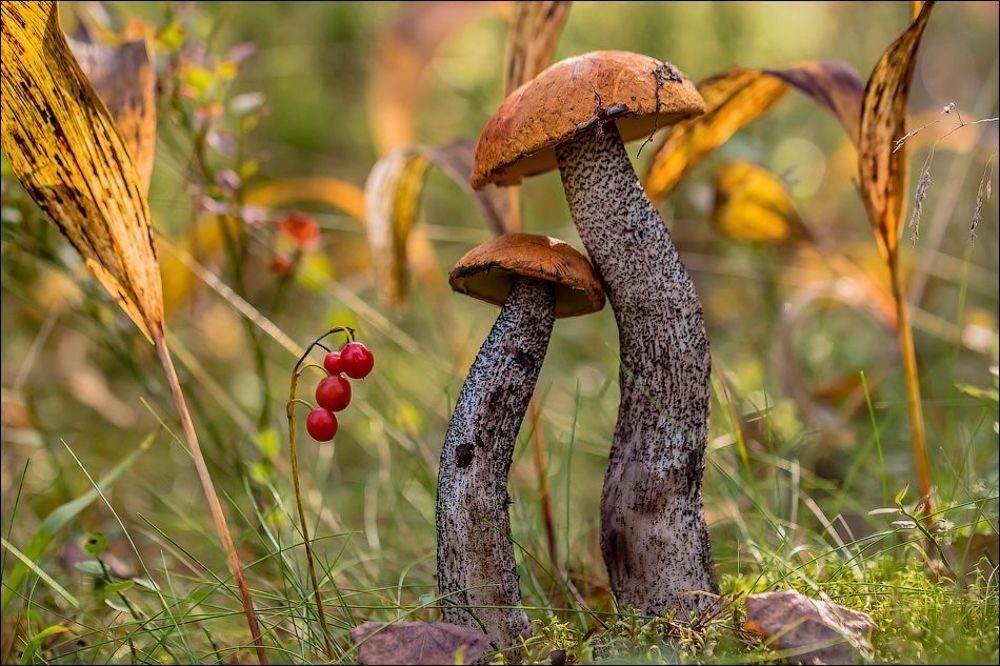 По грибы(2)