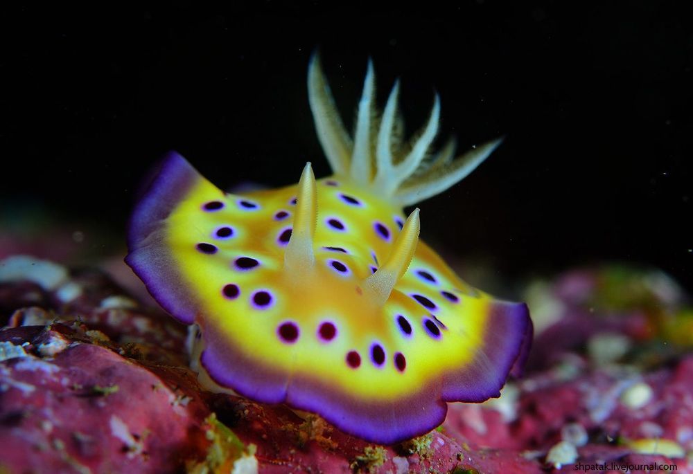 Raja Ampat. Macro