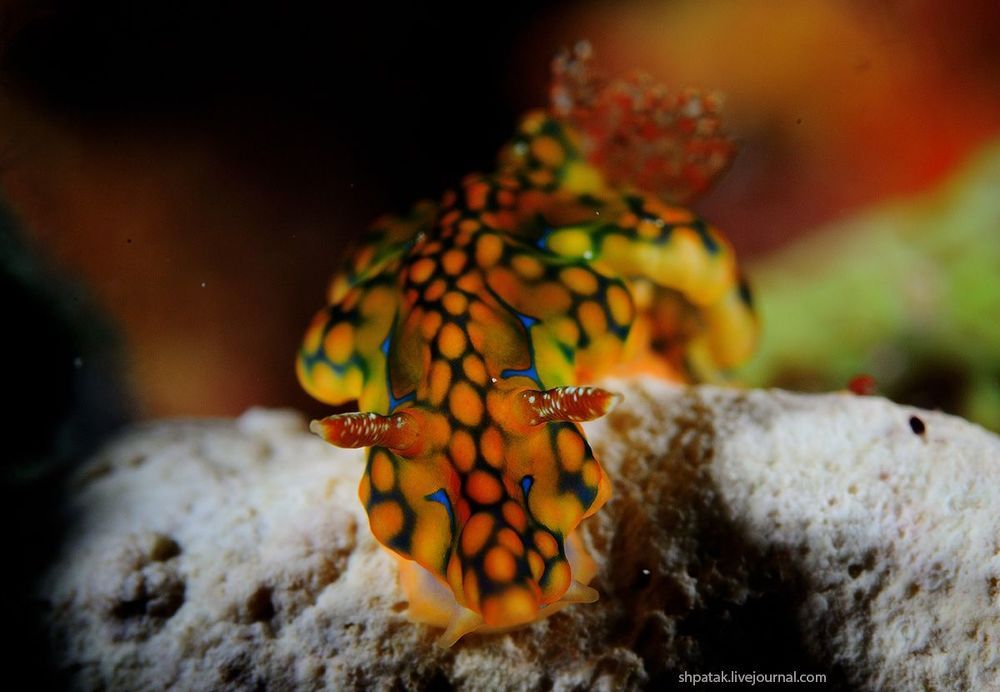 Raja Ampat. Macro