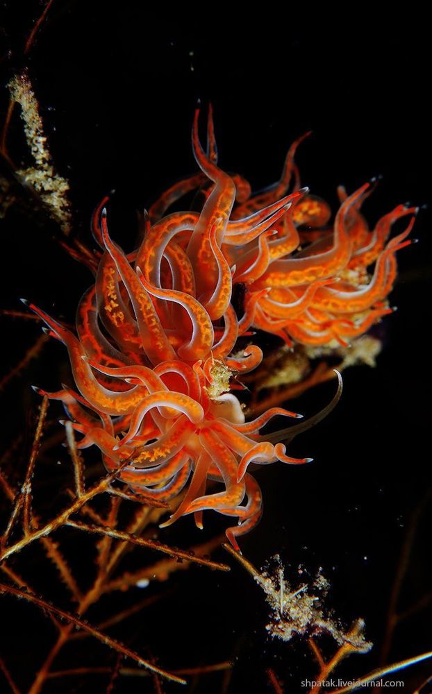 Raja Ampat. Macro