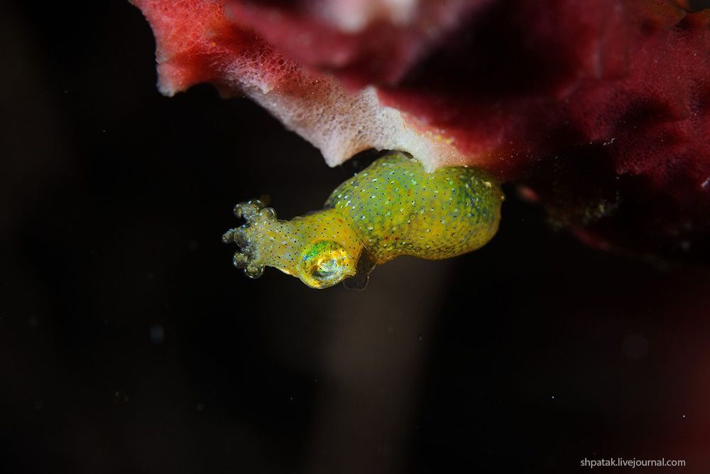 Raja Ampat. Macro