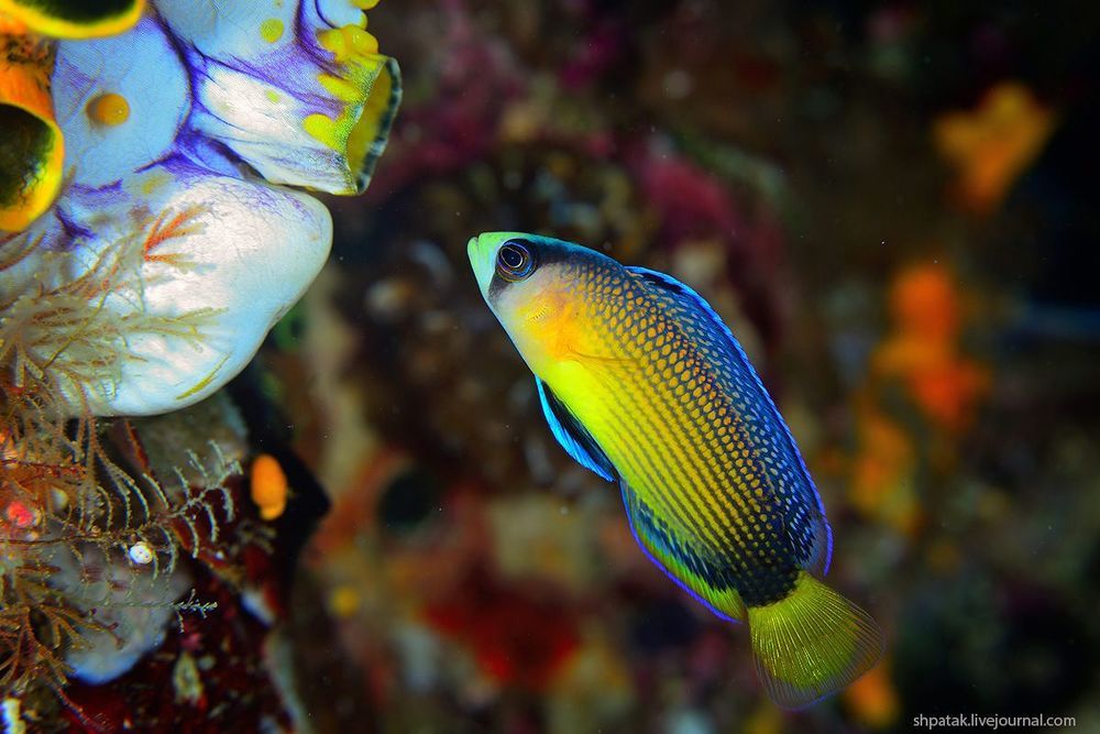 Raja Ampat. Macro