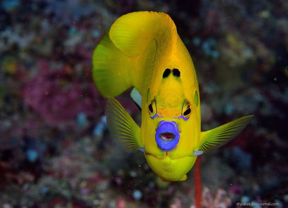 Raja Ampat. Macro