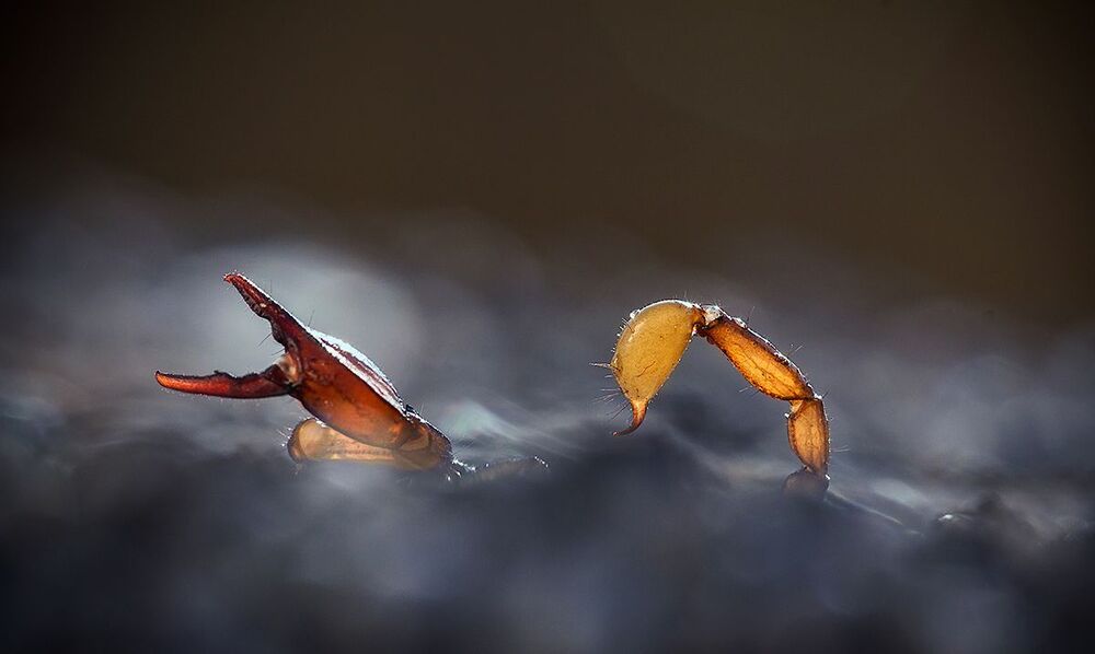 Фото...ФотоОхота на скорпиона.