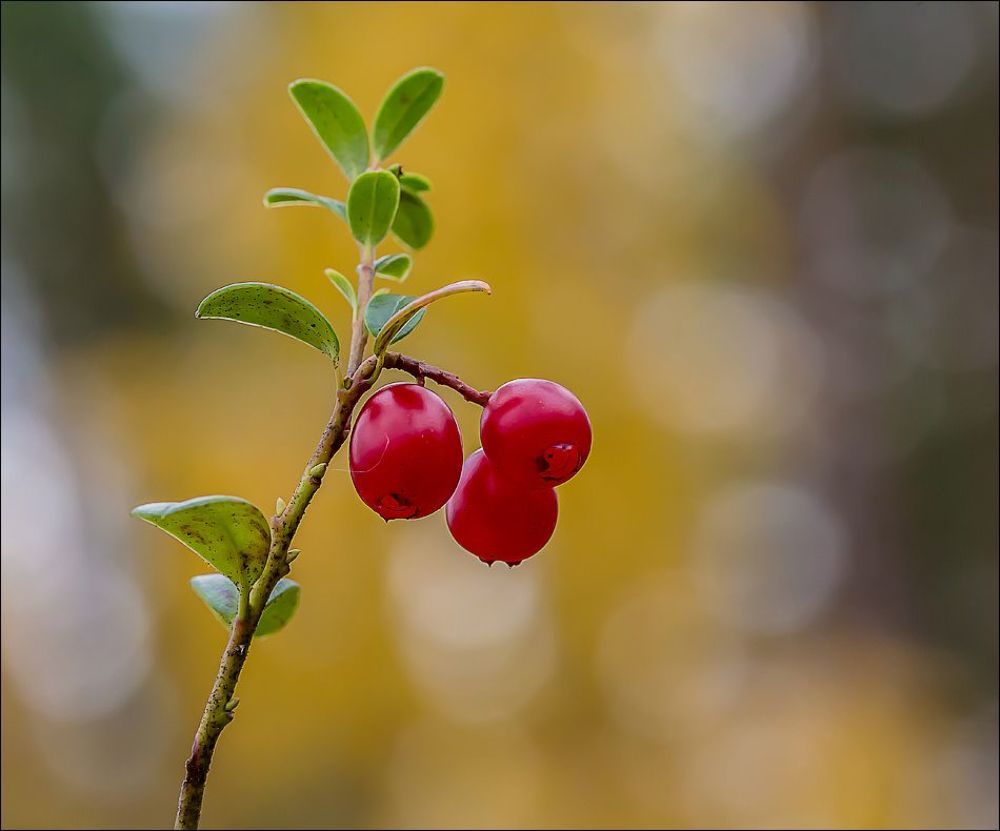 Ягодки)