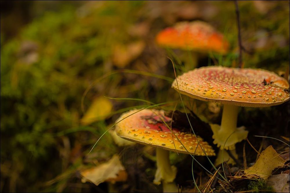 По грибы(3)