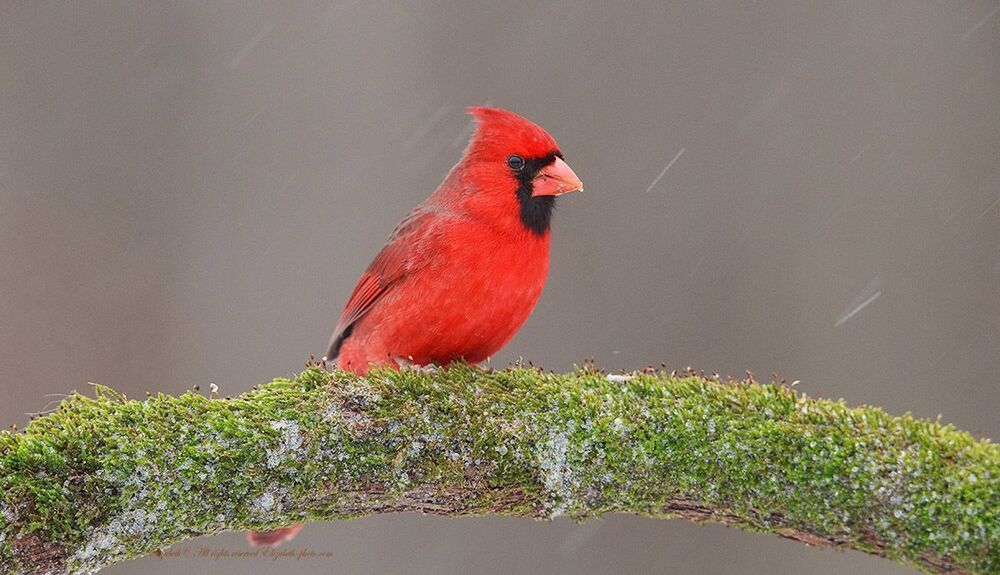 Красный кардинал - Northern Cardinal