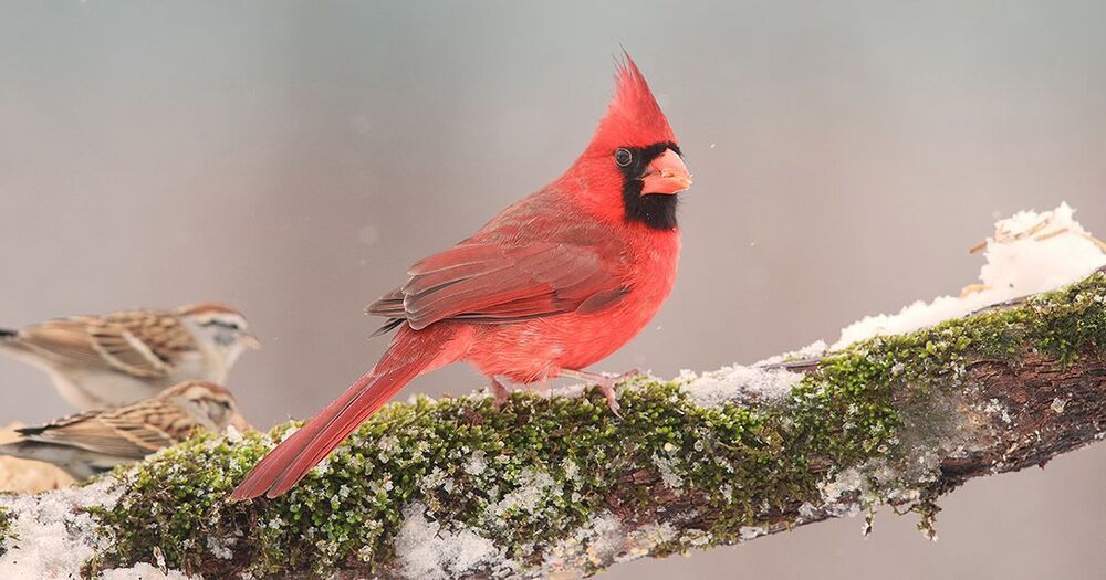 Красный кардинал - Northern Cardinal