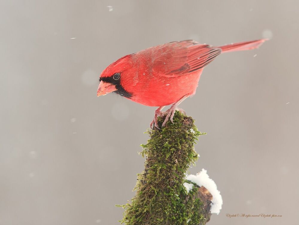 Красный кардинал - Northern Cardinal