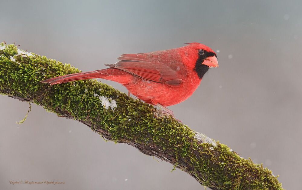 Красный кардинал - Northern Cardinal