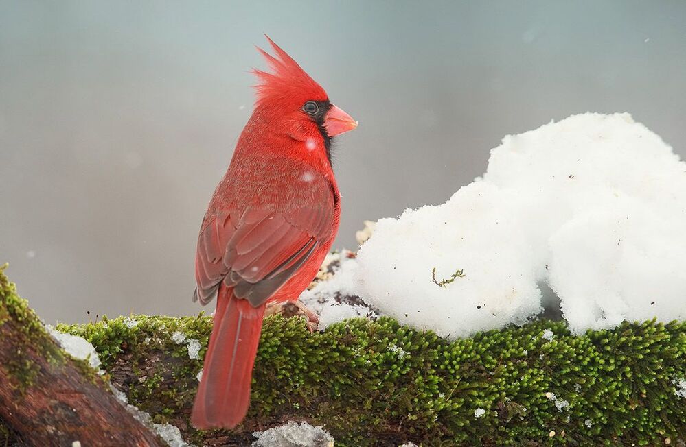 Красный кардинал - Northern Cardinal