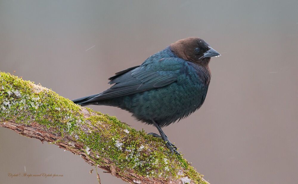 Буроголовый коровий трупиал - Brown-headed Cowbird