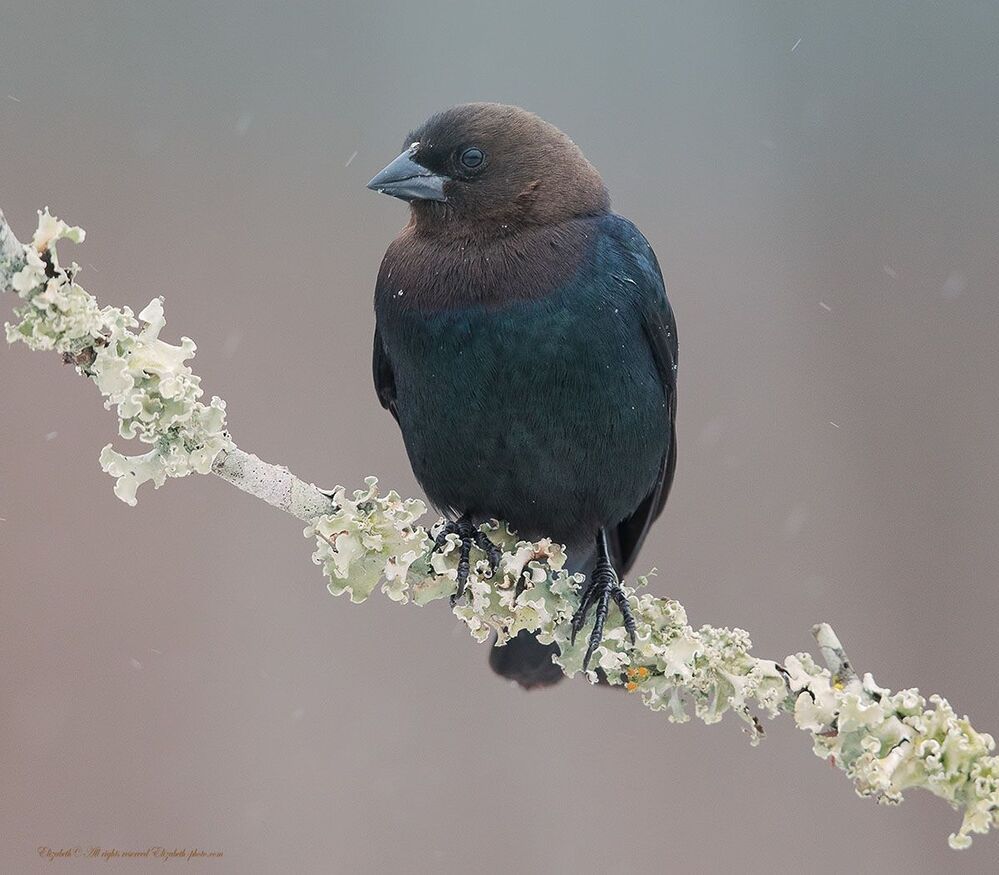 Буроголовый коровий трупиал - Brown-headed Cowbird