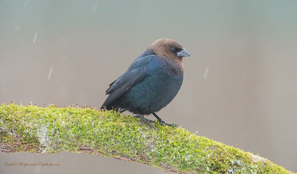 Буроголовый коровий трупиал - Brown-headed Cowbird