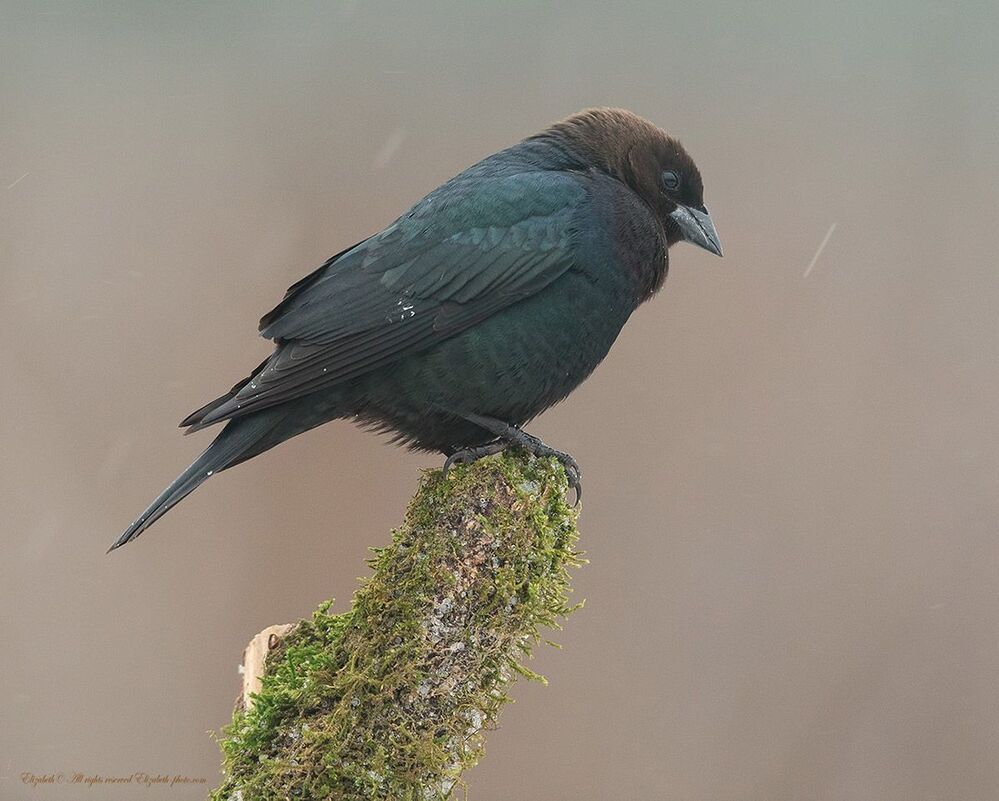 Буроголовый коровий трупиал - Brown-headed Cowbird