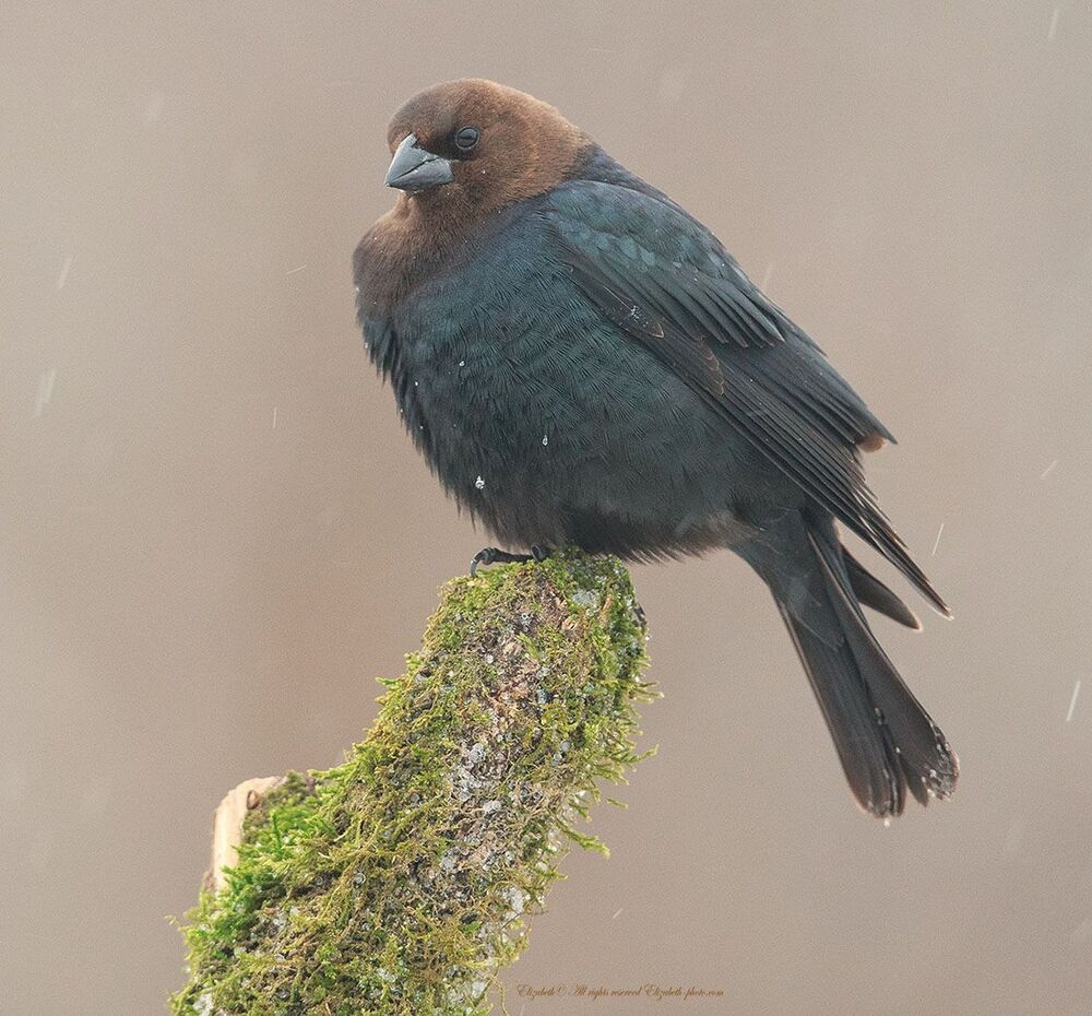 Буроголовый коровий трупиал - Brown-headed Cowbird