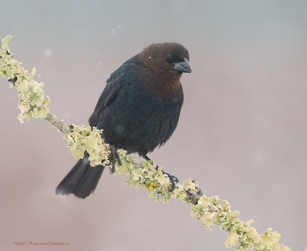 Буроголовый коровий трупиал - Brown-headed Cowbird