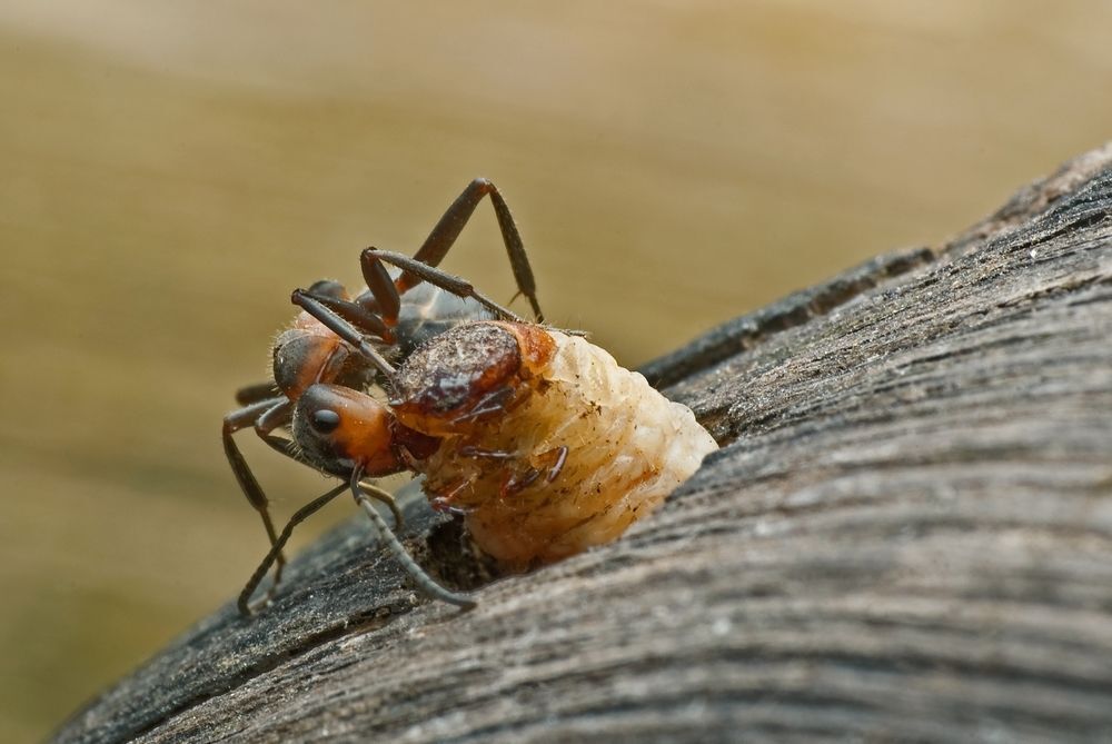 Attack!