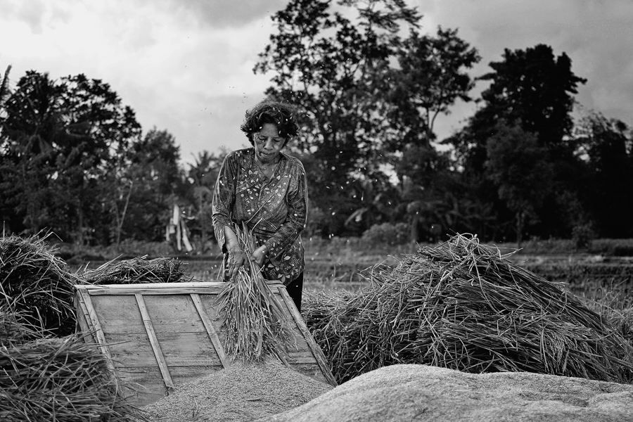 Farmer