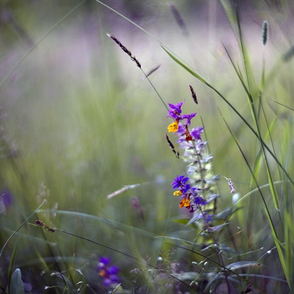 Photo 67952