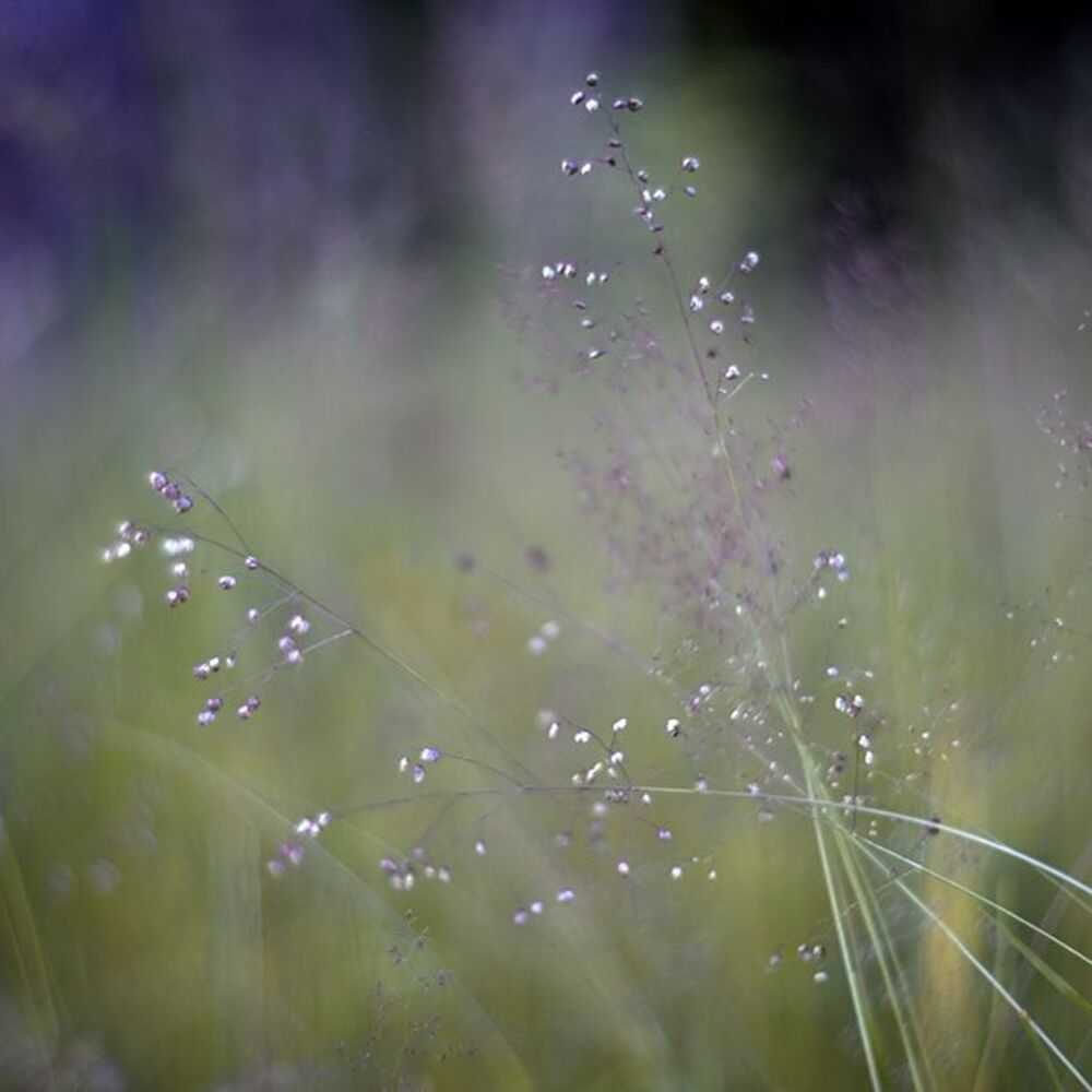 Photo 67954