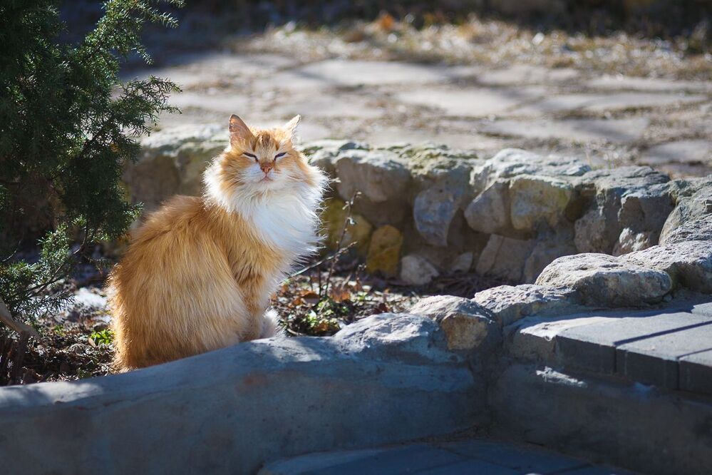 Mr. Кот