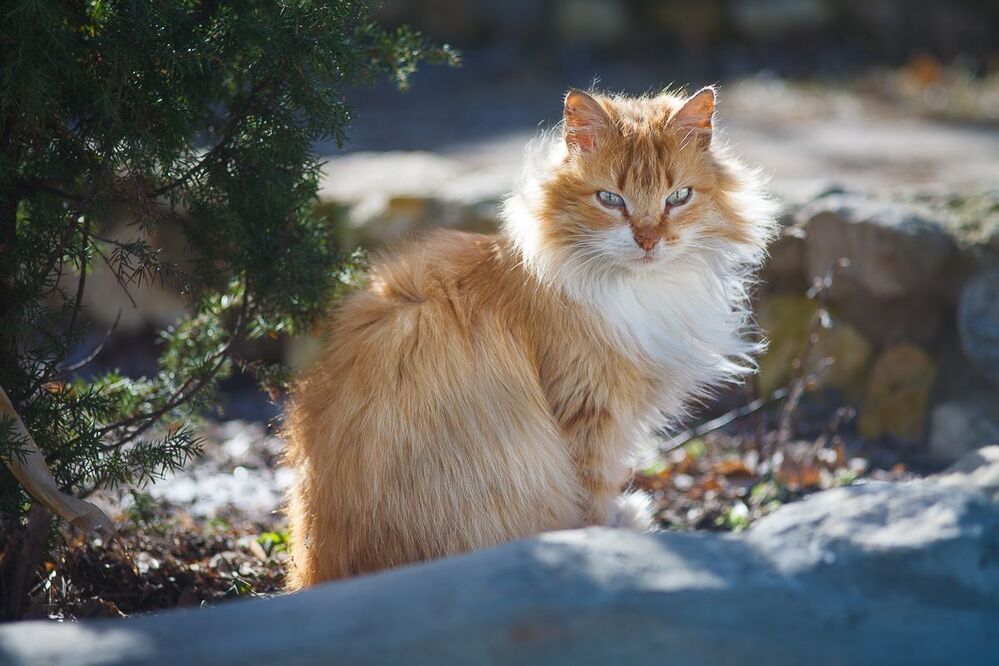 Mr. Кот