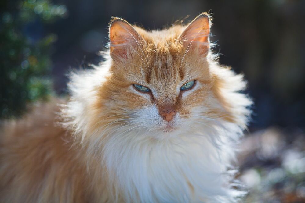 Mr. Кот