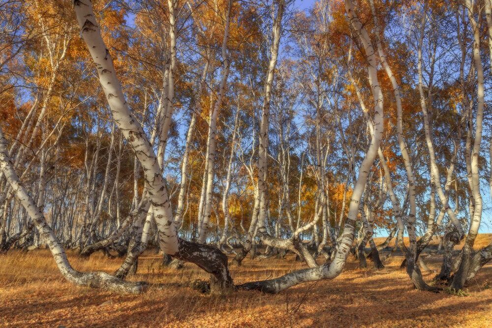 Роща танцующих берез