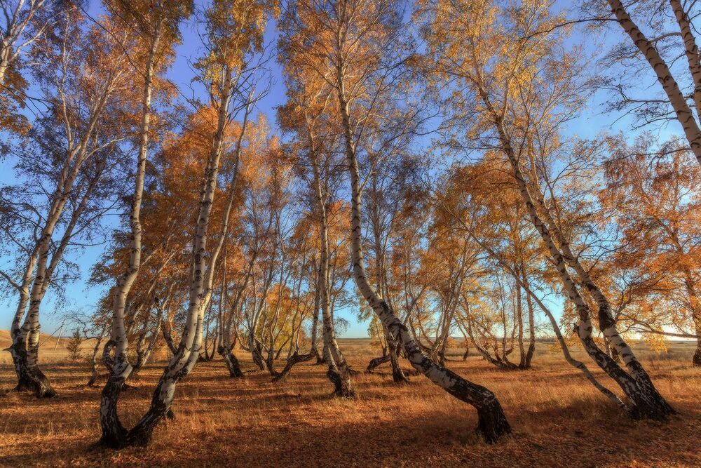 Роща танцующих берез