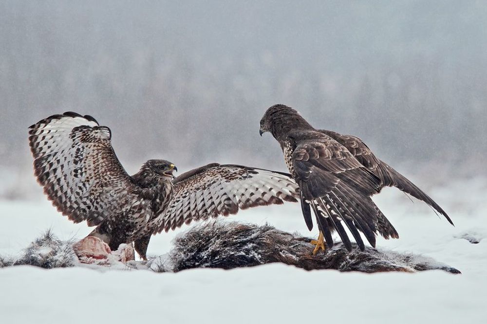 Common Buzzard
