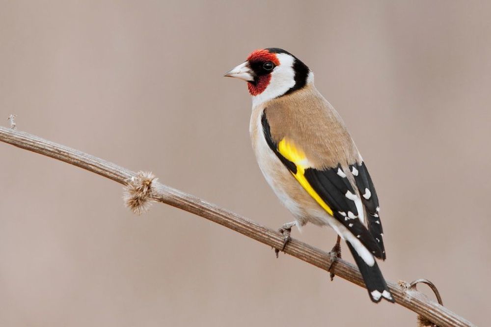 European Goldfinch