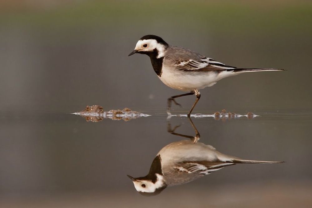 White Wagtail