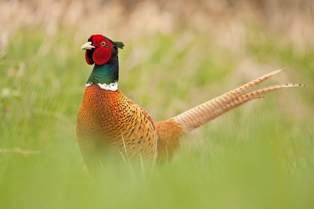 Common Pheasant
