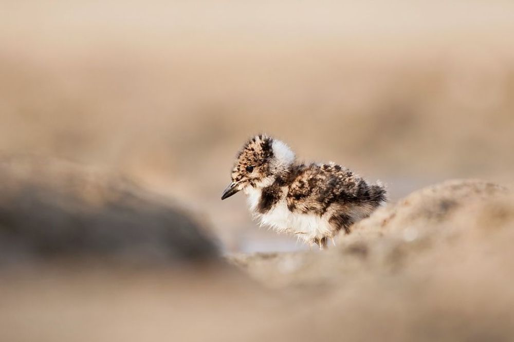 Northern Lapwing