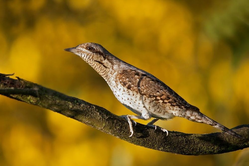 Eurasian Wryneck